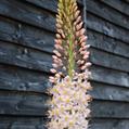 Eremurus Himalaicus